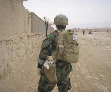 Rescuing stray & abandoned animals in Afghanistan - CAF America